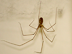 Cellar Spider